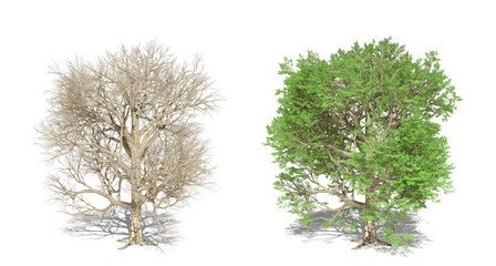A tree with leaves and a tree without leaves symbolize the change of seasons isolated on a white background. 3d illustration