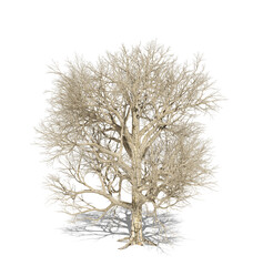 Old tree without leaves isolated on white background. 3d illustration