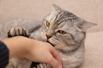 Scottish cat bites a man's hand