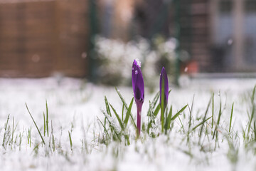 Snowy springtime in the front yard. Crocus spring flowers in the snow