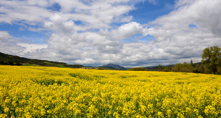 Obraz premium Field of flowering rapeseed (Brassica napus) in Valdegovia. Alava. Basque Country. Spain