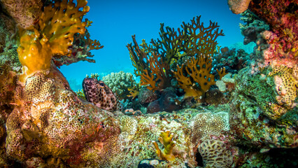 Mellipors on red sea reefs