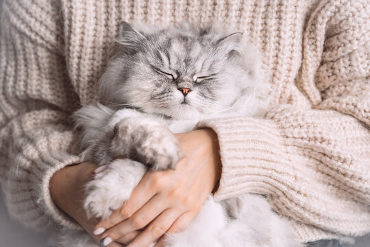 Adorable cute persian longhaired cat with closed eyes sitting in his owner arms. Pets and humans love, connection and trust concept.