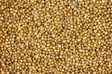 coriander grains background seasoning fragrant base for spices for meat