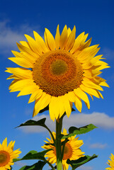 Sunflower flower (Helianthus annuus), a plant used to obtain biofuels