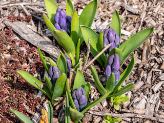 Gartenhyazinthe wächst im Frühling