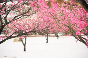 plum trees and snow