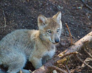 Wolf pup