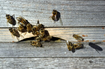 Bienen tummeln sich an einem Bienenstock