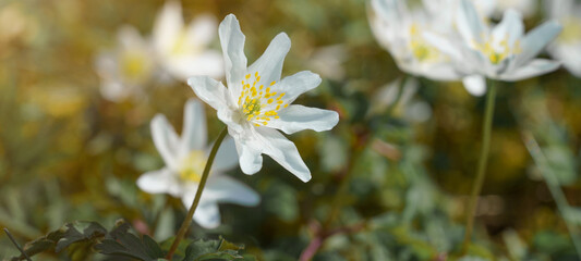 Beautiful closeup macro of wood anemone ( Anemone nemorosa ) on green meadow in the forest