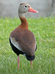 duck in the park