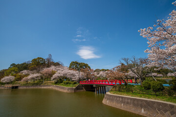 Fototapeta premium 桜と池 甘木公園
