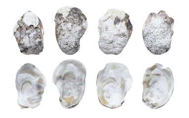 oyster shell isolated on white background