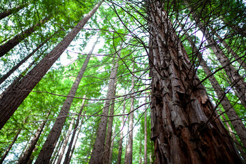 Bosque de secuoyas en Cabez&oacute;n de la Sal, Cantabria
