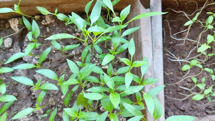 seedlings of bell pepper and tomatoes. top view. home gardening. plants.