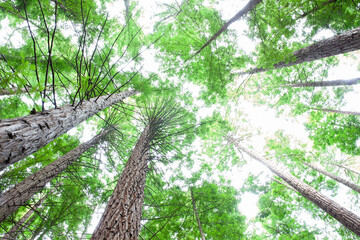 Fototapeta premium Bosque de secuoyas en Cabezón de la Sal, Cantabria
