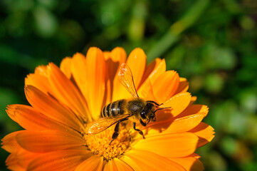 Honigbiene beim Nekta sammeln