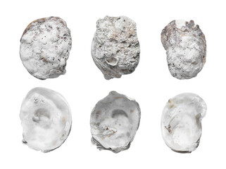 oyster shell isolated on white background