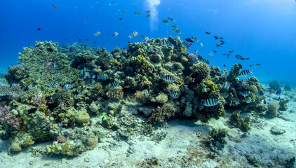 A riot of colours on the reefs of the Red Sea