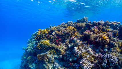 Naklejka na ściany i meble A riot of colours on the reefs of the Red Sea