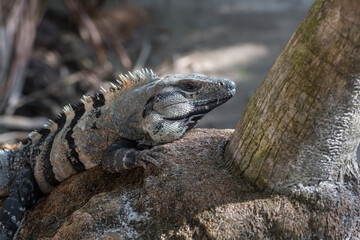 Portrait of black spiny-tailed iguana Ctenosaura similis at Xcacelito cenote, Quintana Roo, Yucatan peninsula, Mexico