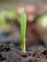The wild cowleek or ramsons. Young sprout of garlic bears