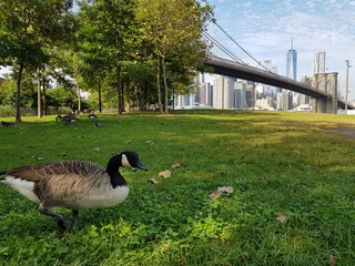 duck on the grass in brookyln