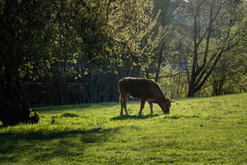 Vache dans un pré