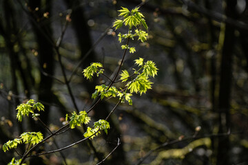 Feuilles de printemps