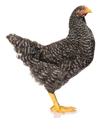 one black chicken isolated on white background, studio shoot