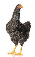 one black chicken isolated on white background, studio shoot