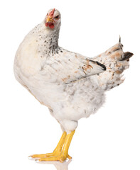one white chicken isolated on white background, studio shoot
