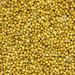 coriander cilantro seeds light brown background seasoning flavorful for meat