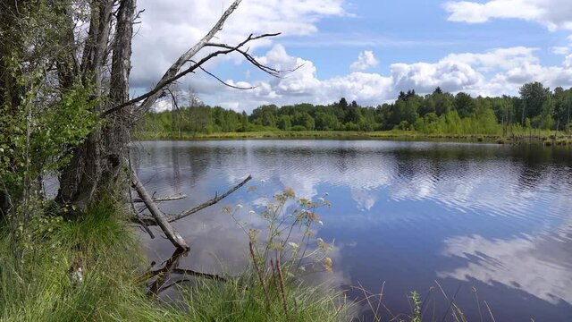Am Seeufer in einer Moorlandschaft mit Wellen auf der Wasseroberfl&auml;che - Schwenninger Moos, Deutschland
