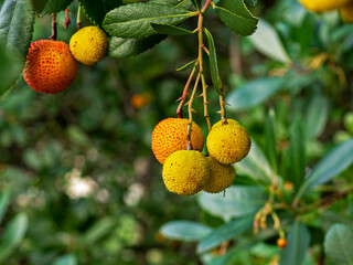 Developing fruits on a strawberry tree (Arbutus unedo)