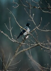 Crow, Italy, shot with Nikon z50.