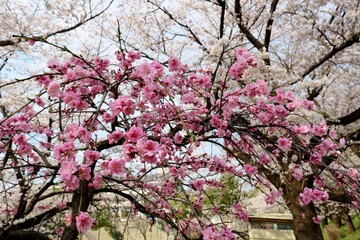桜の花満開　咲き乱れる　風景