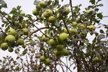 a collection of ripe, fresh apples on the tree.