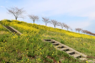 Fototapeta na wymiar 菜の花の階段　堤防　風景