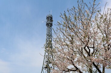 青空　電波塔　桜　風景