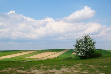 Lonely blooming fruit tree between beautiful fields in colorful stripes illuminated by the sun around Suloszowa, Jura region, Cracow-Czestochowa Upland, Poland