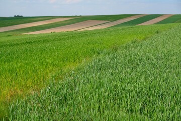 Beautiful fields in colorful stripes illuminated by the sun around Suloszowa on spring season, Jura region, Cracow-Czestochowa Upland, Silesia, Poland
