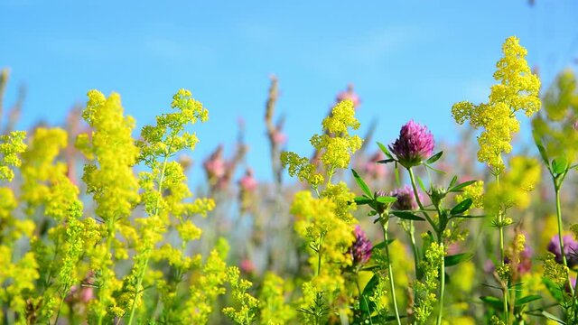 Bedstraw and clover blooming in the meadow. The nature of Russia.