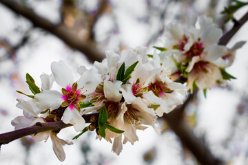 Strolling through fields of flowering almond trees