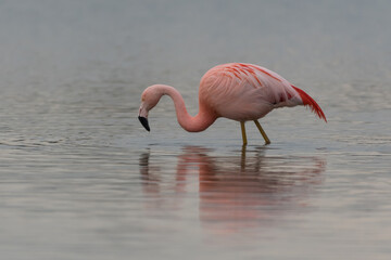 The Greater flamingos in the groenzoom. Exceptional to see this in the Netherlands.