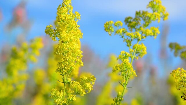 Bedstraw blooming in the meadow. The nature of Russia.