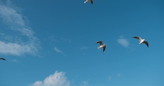 Gulls birds in the sky. Seagulls flying above camera with blue sky on background
