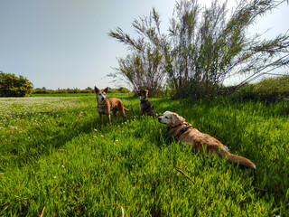 dog in the countryside in the morning