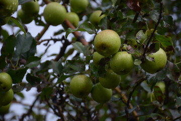 Fresh green apples on the branches are ready to be harvested