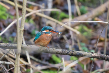 Female common kingfisher with a fish, photographed on a cloudy day in the Netherlands.